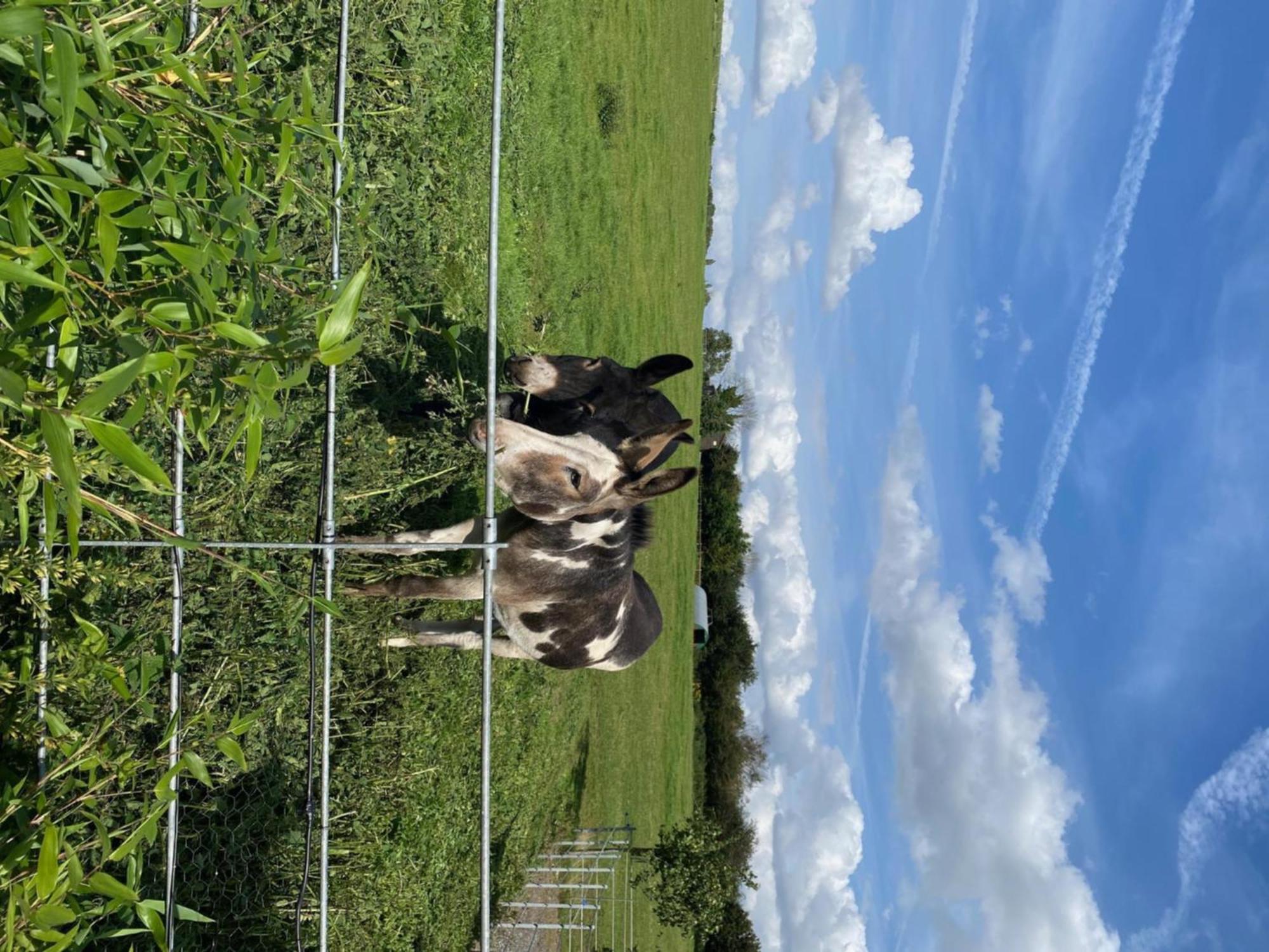 Fairview Farm Holiday Accommodation 14 Luxury Lodges, Cabins, Dog Friendly, Suitable For Couples, Families And Groups, Wedding Guests , Corporate Events, Sleeps 2-65 Guests In Ravenshead, Nottingham Near Sherwood Forest, Set In 88 Acres Extérieur photo