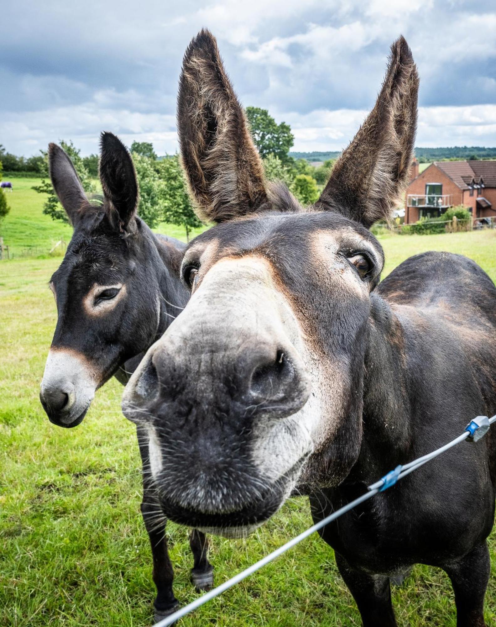Fairview Farm Holiday Accommodation 14 Luxury Lodges, Cabins, Dog Friendly, Suitable For Couples, Families And Groups, Wedding Guests , Corporate Events, Sleeps 2-65 Guests In Ravenshead, Nottingham Near Sherwood Forest, Set In 88 Acres Extérieur photo